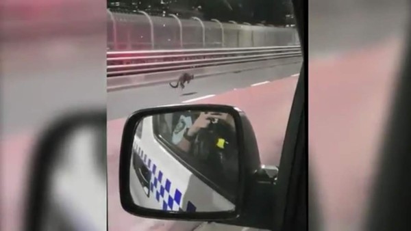 Canguro sorprende a conductores en puente de Sídney