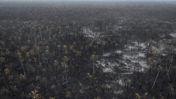 Las catastróficas consecuencias en el planeta por el incendio en la Amazonía