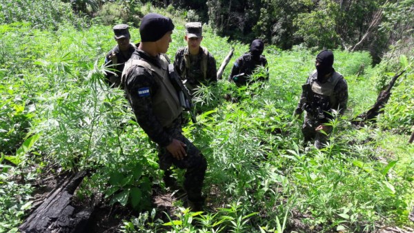 Aseguran al menos 40 manzanas de supuesta marihuana&nbsp;&nbsp;