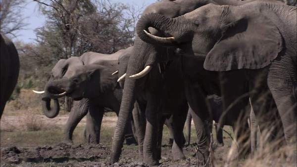 Cazadores matan a casi 90 elefantes para robar sus colmillos