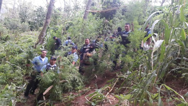 Capturan a dos en plantación de marihuana en Comayagua