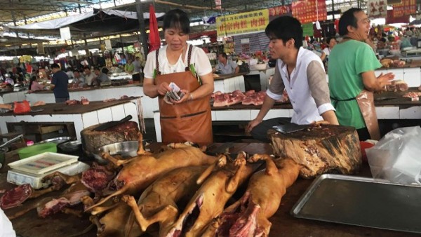 China prohíbe consumo de gatos y perros tras pandemia de coronavirus