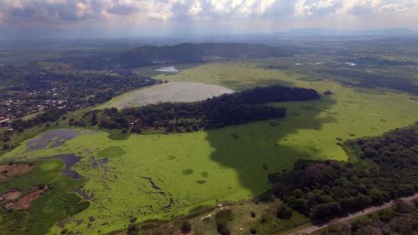 La lechuga cubre la laguna casi en su totalidad.