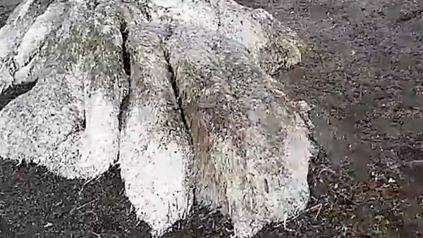 Escalofriantes imágenes de una rara criatura que alarma a Rusia