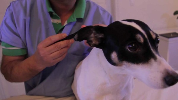 España extradita a EEUU a veterinario colombiano que escondía droga en cachorros  