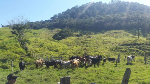 Incautan dos casas y un terreno en Copán