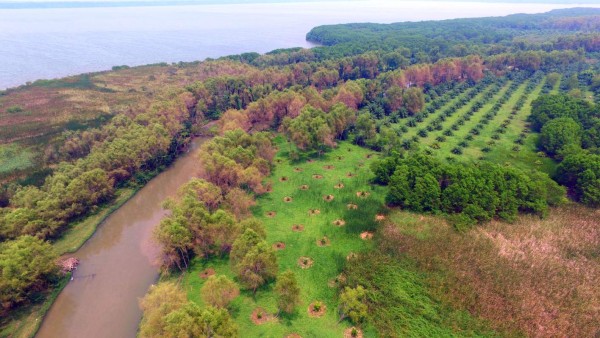 Instan al Gobierno a examinar la palma del Jeannette Kawas