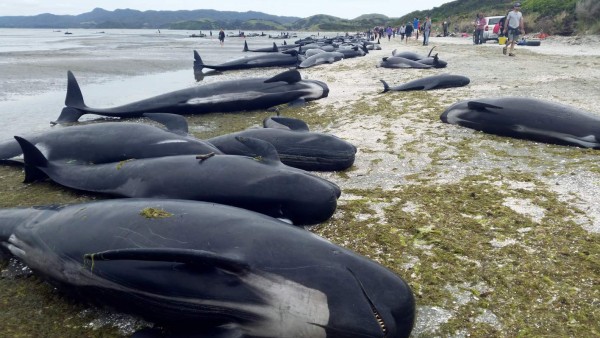 Cientos de ballenas mueren encalladas en una playa de Nueva Zelanda