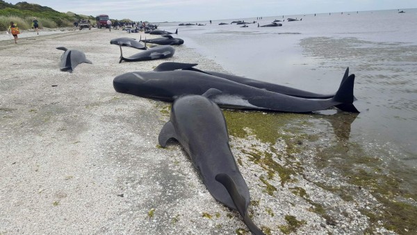 This handout from Radio New Zealand taken and released on February 10, 2017 shows pilot whales which beached themselves overnight at Farewell Spit in the Golden Bay region at the northern tip of New Zealand's South Island.More than 400 whales were stranded on the New Zealand beach on February 10, with hundreds already dead as volunteers tried to refloat the survivors, the Department of Conservation said. / AFP PHOTO / RADIO NEW ZEALAND / Tracy NEAL / - New Zealand OUT / RESTRICTED TO EDITORIAL USE - MANDATORY CREDIT 'AFP PHOTO / RADIO NEW ZEALAND / TRACY NEAL' - NO MARKETING NO ADVERTISING CAMPAIGNS - DISTRIBUTED AS A SERVICE TO CLIENTS - NO ARCHIVES