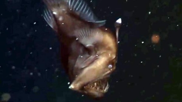 Video muestra al pez más terrorífico del fondo del mar. Foto YouTube.