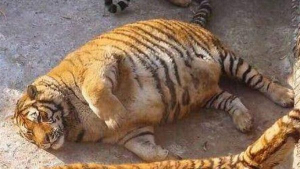 Polémica en China por fotos de tigres siberianos obesos