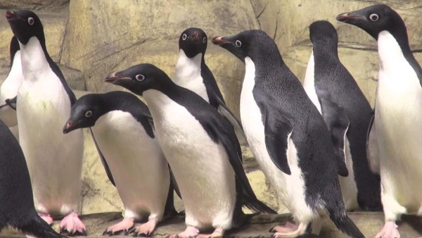 El desastre del cambio climático en los pingüinos