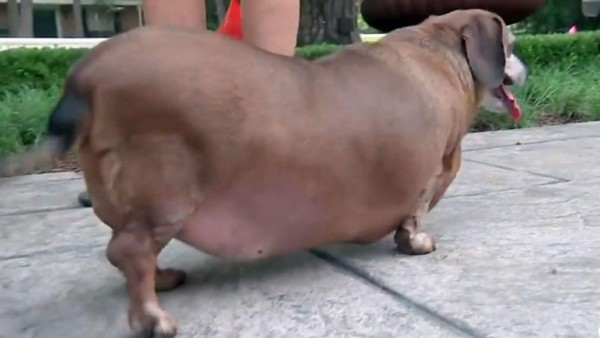 El perro obeso que perdió a su amo