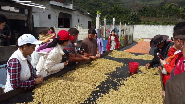 Taiwaneses, encantados con el cacao hondureño