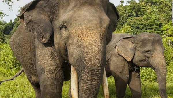 Indignación en las redes sociales por muerte del elefante Yongki
