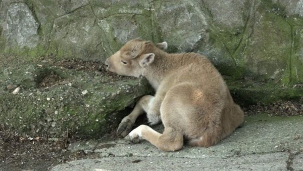 Nacimiento excepcional de una cría de bisonte americano blanco en zoo de Belgrado  