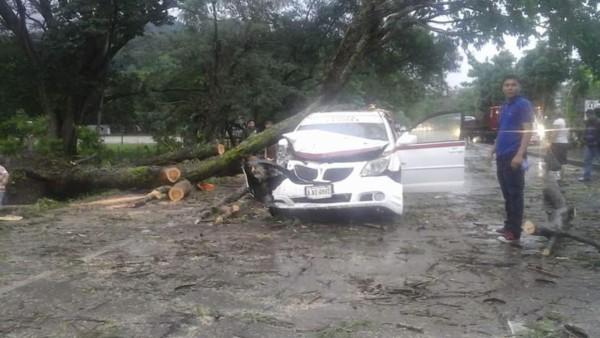 Un árbol le cayó a este taxi en Río Nance, Choloma, resultando una persona herida.