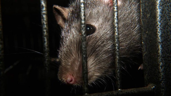 'Ratadzillas': ratas 'del tamaño de un gato' causan espanto en Londres