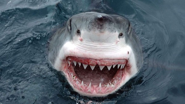 Joven muere por un ataque de tiburón frente a sus amigos en Cuba   