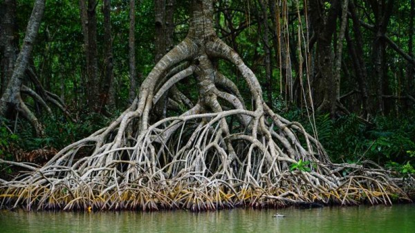 Se aprecian los bosques de mangles y lagunas costeras. Es el hábitat de una gran diversidad de árboles y arbustos, así como mamíferos, aves, reptiles, anfibios e insectos, muchos de ellos en peligro de extinción.