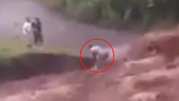 Impactantes imágenes de hondureño atrapado en crecida de río se hacen virales