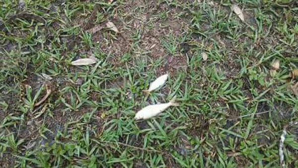 Cae por tercera vez en este año la lluvia de peces en Yoro