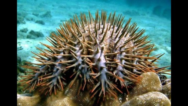 Corona de espinas, la estrella de mar depredadora que está devorando los corales