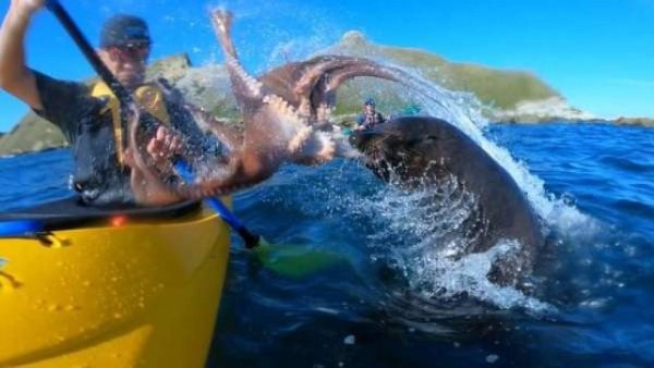 Video: León marino golpea a un turista con un pulpo