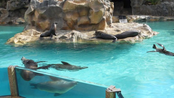 Variedad de especies hacen de este parque algo divertido para chicos y grandes.