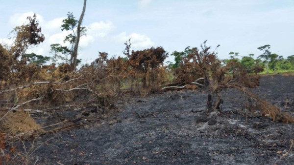 Desastre ecológico: fuego y tala consumen parte de Punta Izopo