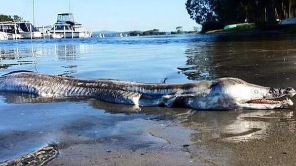 Aparece un extraño 'monstruo marino' en Australia