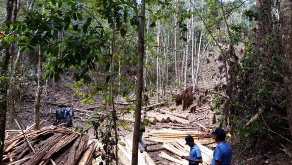 Detienen a seis personas por explotación ilegal forestal