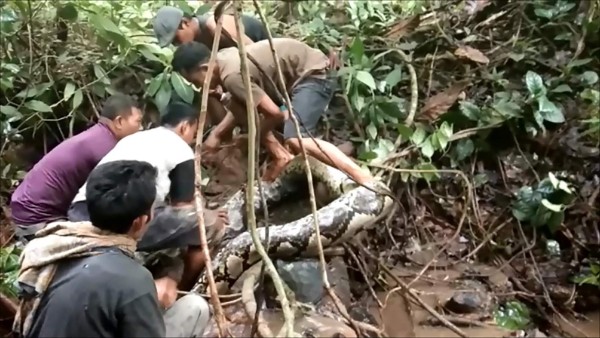 Video: Indonesios luchan contra una pitón gigante de ocho metros