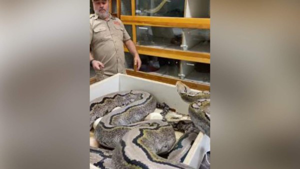 Video viral: Gigantesca serpiente ataca a su cuidador