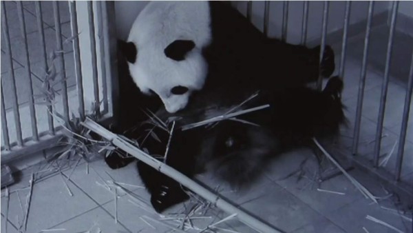 Francia espera el nacimiento de gemelos panda