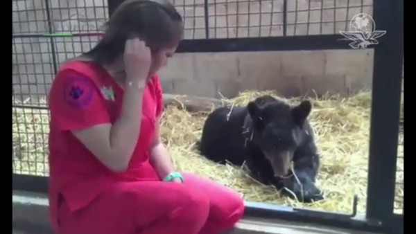 Multan a circo en México por mutilar un oso negro