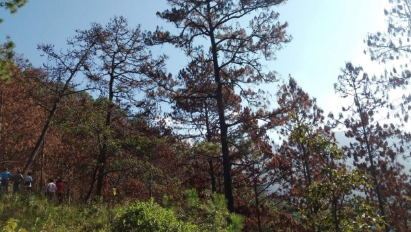 Alrededor de 18,000 hectáreas de pino afectadas por el gorgojo en Comayagua