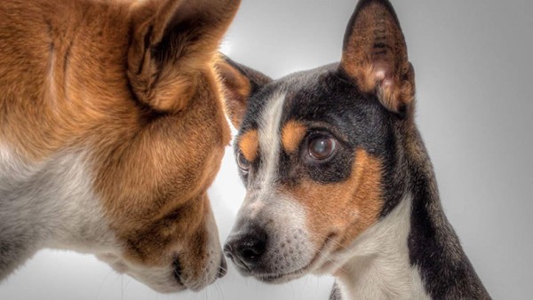 Una gran boda donde los esposados son dos perros