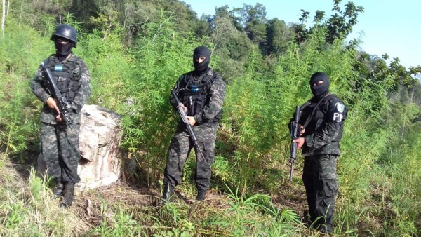 Desmantelan plantaciones de marihuana en Colón