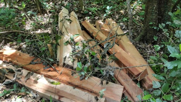 Decomisan madera y semovientes en La Ceiba