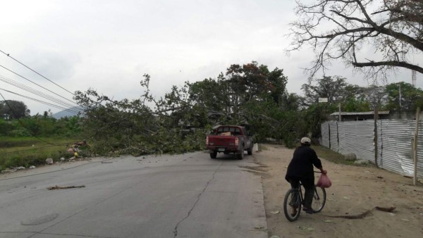 'Me llevé gran susto': conductora de carro aplastado por árbol