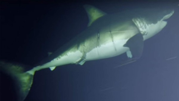 Filman por primera vez cómo duerme un gran tiburón blanco