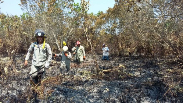 Fuerza de Tarea investigará crimen ambiental en parque Jeannette Kawas