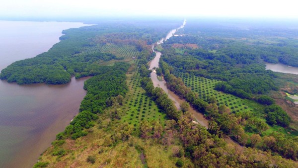 La palma aceitera devora el parque Jeanette Kawas