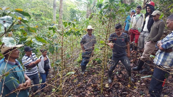 Nueva roya ha afectado 500 manzanas de café en el país