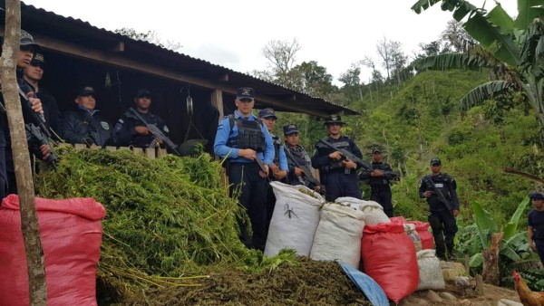 Incautan cuatro manzanas de cultivo de marihuana