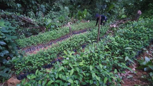 Colón: Decomisan 35 mil arbustos de hoja de coca en narcolaboratorio