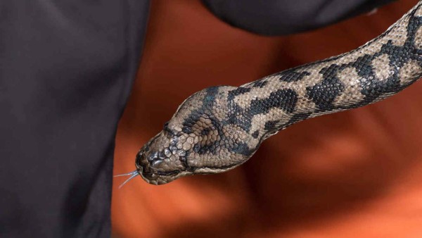 Policía usa una serpiente para interrogar a un sospechoso en Indonesia