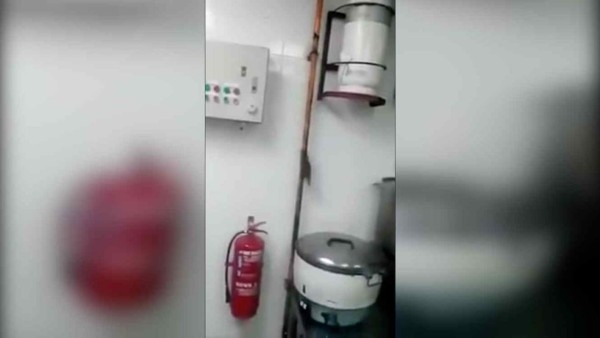 Video: Restaurante en EUA es invadido por ratas gigantes