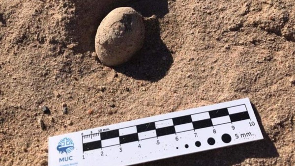 ¡Hallazgo prehistórico! Descubren huevos fósiles de aves que vivieron hace 85 millones de años